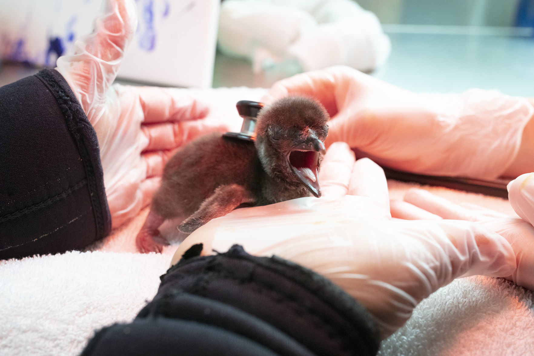 Magellanic Penguin Chick